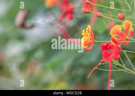 Caesalpinia flowers. Barbados Botanical Garden. Also known as Pride of Barbados or Red Bird of Paradise. Barbados National Flower. Stock Photo