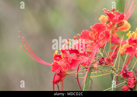 Caesalpinia flowers. Barbados Botanical Garden. Also known as Pride of Barbados or Red Bird of Paradise. Barbados National Flower. Stock Photo