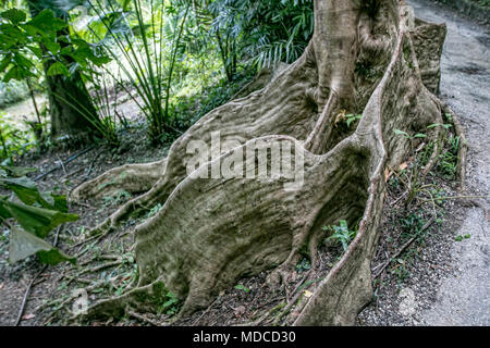 The roots at the base of a flamboyant tree [Delonix regia]. Barbados Botanical Garden. Stock Photo