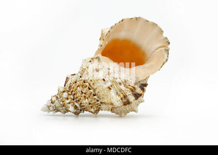 sea shell side view isolated on white Stock Photo