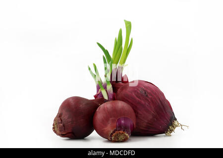 Premium Photo  Shallots or red onion purple shallots on wooden background  fresh shallot for medicinal products or herbs and spices thai food made  from this raw shallot