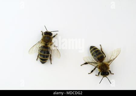 two bees top view close up isolated on white Stock Photo