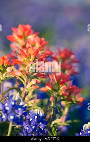 Close-up of Indian Paintbrush wildflowers surrounded by Texas bluebonnets. Shallow depth of field. Stock Photo