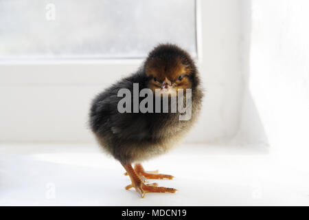 Black chick on the windowsill Stock Photo