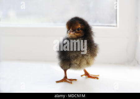 Black chick on the windowsill Stock Photo
