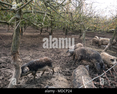 pigs in village farm under apple orchard Stock Photo