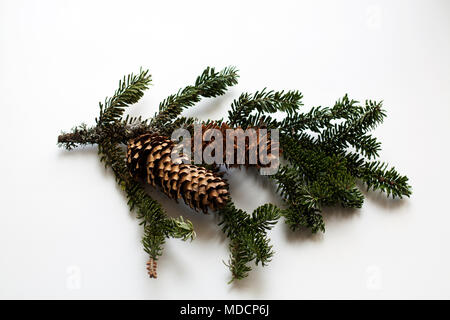 Conifer tree branch with moss and two cones picked from ground in mountains forest isolated on white background Stock Photo