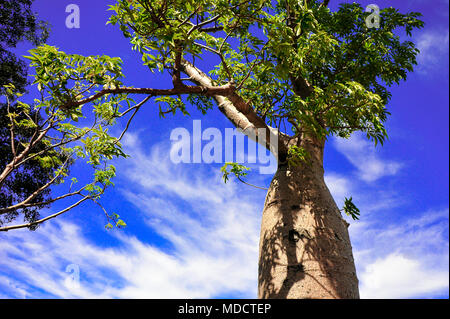 Australian boab (Adansonia gregorii) with bright green foliage against blue sky background. It is a source of food and water and is also medicinal Stock Photo