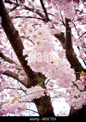 Beautiful dreamy pink cherry blossoms on the tree.  Prunus × yedoensis ‘Akebono’ ornamental cherry tree. Yoshino cherry tree. Stock Photo