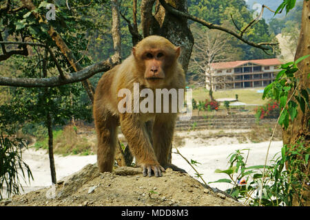 Assamese Macaque, Macaca assamensis along road at Teesta river, Sikkim, India