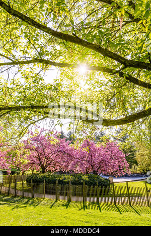 A group of blooming Japanese cherry trees in a french public park with the sun rays passing through the foliage of a tree in the foreground. Stock Photo