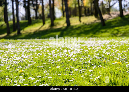 A lawn strewn with small white daisies and yellow dandelions with a wood in the background. Stock Photo