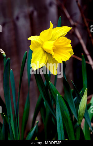 Daffodill. Narcissus pseudonarcissus (daffodil) a single bloom. Stock Photo