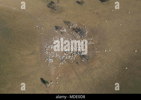 Cattle on a ranch in the Pantanal of Brazil Stock Photo