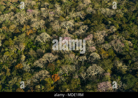 Semi deciduous forest in the Pantanal of Brazil during the dry season Stock Photo