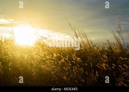 Feather pennisetum at sunset. Dramatic and picturesque evening scene. Warm toning effect.Soft  selected focus. Stock Photo