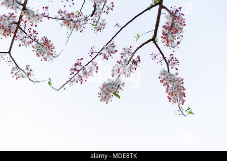 Wild Himalayan Cherry Prunus cerasoides blooming on white sky background. White pink wild flowers on branches of tree. Stock Photo
