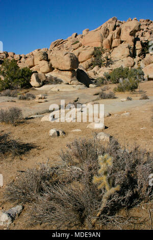 Jumping Cholla Cactus Field in Joshua Tree National Park, California. Stock Photo