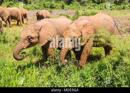 Baby elephants eating plants in open landscape in Nairobi National Park, Kenya. Stock Photo