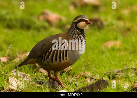 Partridge (alectoris rufa) standing in the ground. Spanish wildlife Stock Photo