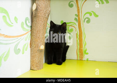 The black kitten sits on a shelf of green color Stock Photo