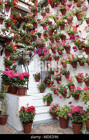 Colourful display of flowers at the Festival of the Patios, Cordoba, Andalucia, Spain, Europe Stock Photo