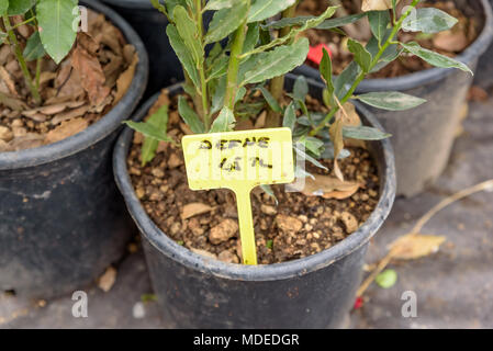 Green fresh bay laurel,Laurus nobilis,branch with leaves.Close up of laurus nobilis lauraceae plant Stock Photo