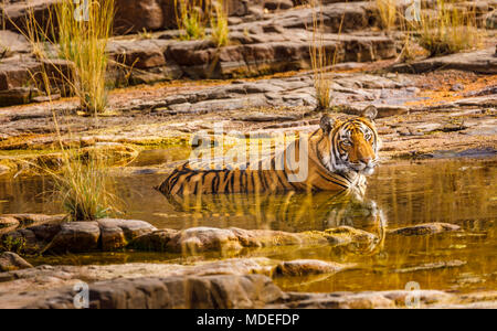 Impressive female Bengal tiger (Panthera tigris) a rest bathing to keep cool in water in a waterhole, Ranthambore National Park, Rajasthan north India Stock Photo
