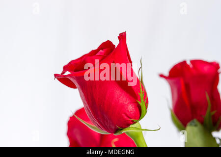 A side view of a bloom of a long stemmed red rose Stock Photo