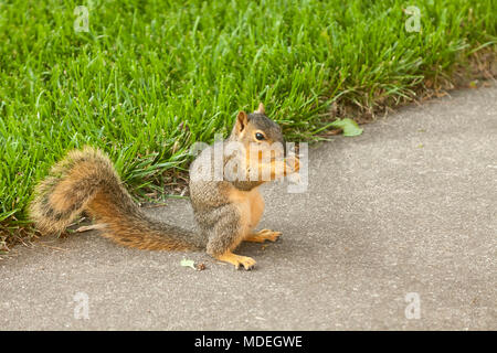 fox squirrel eating a maple tree see on the patio Stock Photo