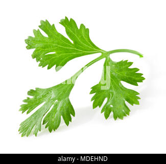 Coriander leaves isolated on white background, closeup, with clipping paths Stock Photo