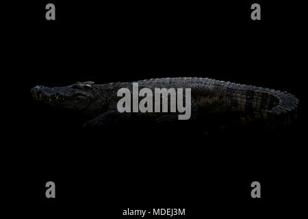 siamese crocodile ( Crocodylus siamensis ) in the dark Stock Photo