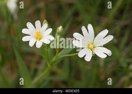 Close-up of greater stitchwort (Stellaria holostea) flowers Stock Photo