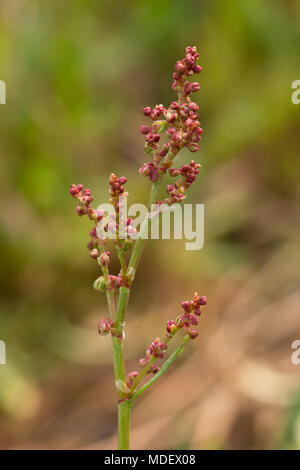 Close-up of sheep's sorrel (Rumex acetosella) in Surrey, UK Stock Photo