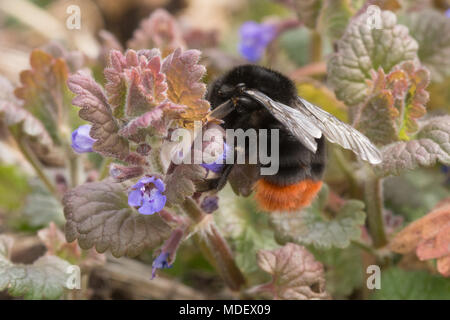 Red-tailed bumblebee (Bombus lapidaries) nectaring on ground ivy flowers Stock Photo