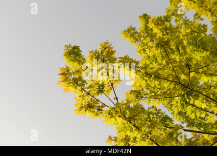 New leaves shoot from Acer tree branches in Beijing, China Stock Photo