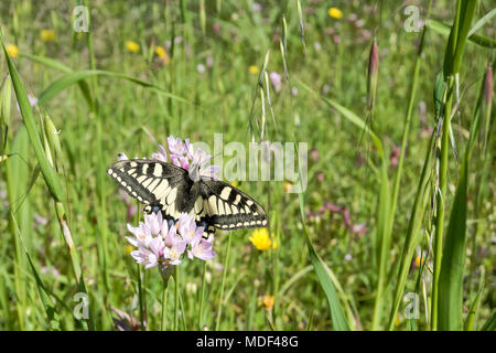 Macaone butterfly resting on a flower of wild onion. The Macaone butterfly is found mainly in Europe and Asia. Wild onion (Allium schoenoprasum). Sard Stock Photo