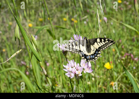 Macaone butterfly resting on a flower of wild onion. The Macaone butterfly is found mainly in Europe and Asia. Wild onion (Allium schoenoprasum). Sard Stock Photo