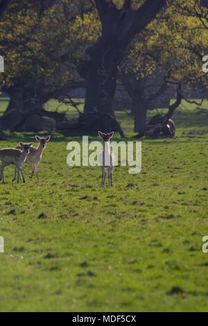 Herd of Fallow Deer (Dama dama) Grazing in the Vibrant Wooded Grassland of Powderham Castle Deer Park. Exeter, Devon, UK. April, 2018. Stock Photo