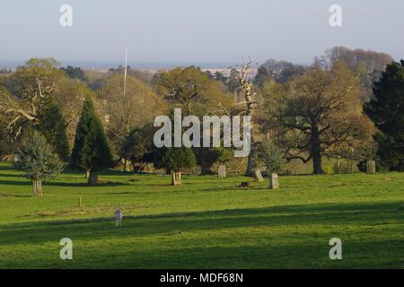 Fallow Deer (Damp dama) in Powderham Deer Park and Arboretum on a Spring Evening. Looking towards Exmouth. Devon, UK. Stock Photo