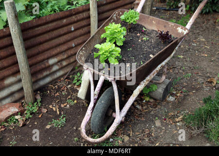 lettuce growing in a wheelbarrow, Napier Farm Stall, Western Cape, South Africa Stock Photo