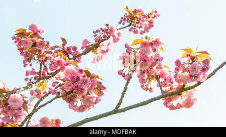 Branches of a blossoming Japanese cherry tree with clusters of pink flowers against blue sky. Stock Photo