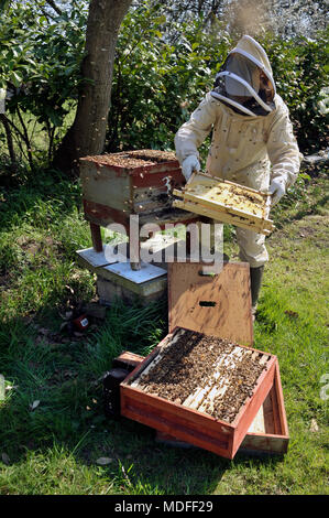 bee keeping Stock Photo