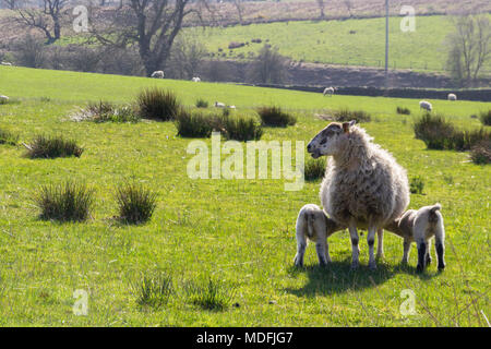 Mule ewe with twin lambs Stock Photo