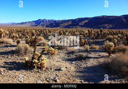 Jumping Cholla Cactus Field in Joshua Tree National Park, California. Stock Photo