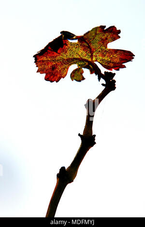 Orange, Red and brown autumn coloured vine leaf Stock Photo