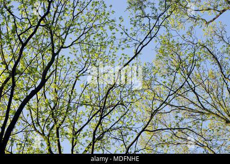 spring maple  tree branches with leaves and flowers against blue sky Stock Photo