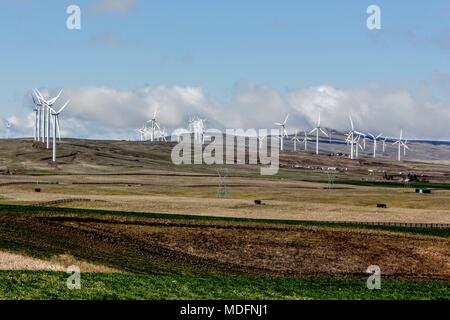 Windy Point / Windy Flats project with windmills wind turbines outside of Goldendale, Washington along the Columbia River in the Pacific Northwest Stock Photo