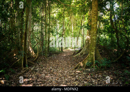 Hiking trail in National Park Podocarpus, Ecuador. walking path among tall exotic trees in the jungle Stock Photo