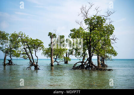 Pristine beach on long island, Andaman and Nicobar Islands, India. gnarled mangrove trees in sea water gnarled mangrove trees in sea water against a c Stock Photo